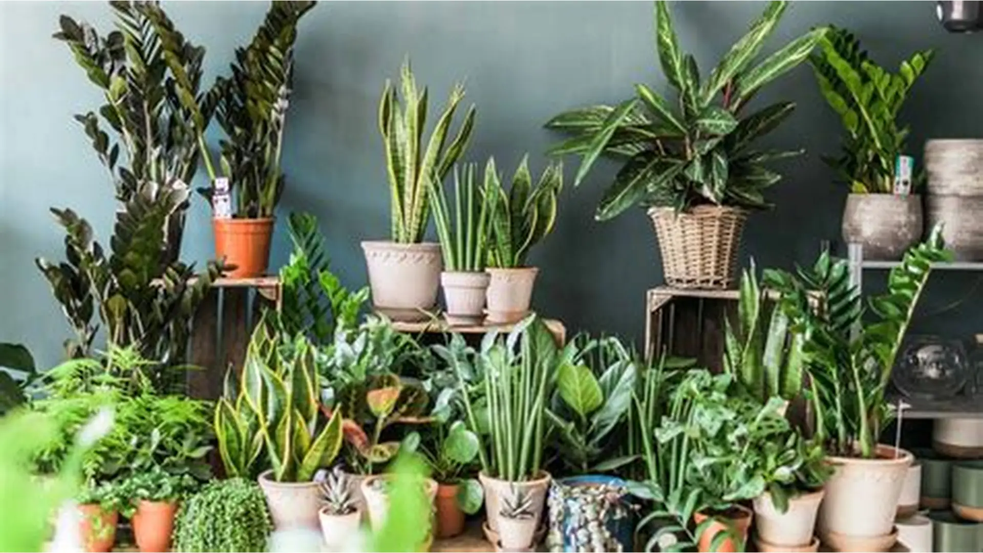 Best Indoor Plants for Home